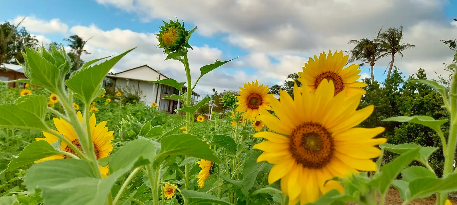 Sunflower season